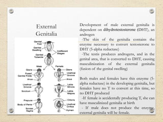 External
Genitalia
Development of male external genitalia is
dependent on dihydrotestosterone (DHT), an
androgen
-The skin of the genitalia contains the
enzyme necessary to convert testosterone to
DHT (5-alpha reductase)
-The testis produces androgens, and in the
genital area, that is converted to DHT, causing
masculinization of the external genitalia
(fusion of the genital swelling)
Both males and females have this enzyme (5-
alpha reductase) in the developing genitalia, but
females have no T to convert at this time, so
no DHT produced
-If female is accidentally producing T, she can
have masculinized genitalia at birth
- If male does not produce the enzyme,
external genitalia will be female.
 