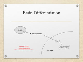 Brain Differentiation
testis
testosterone
TE
BRAIN
Tonic secretion of
GnRH in puberty
IN FEMALES?
Alpha-fetoprotein
Blocks estrogen in blood from entering brain
 