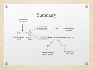 Summary
Undifferentiated
gonad
Y-chromosome:
SRYTDF
Embryonic
Testis
Sertoli cells
Leydig cells
MIH Mullerian duct
regression
testosterone Wollfian duct
DHT
Masculinization of
external genitalia
estrogen
Masculinization
of the brain
 