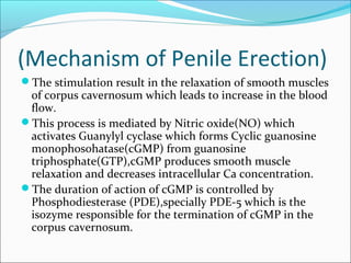 (Mechanism of Penile Erection)
The stimulation result in the relaxation of smooth muscles

of corpus cavernosum which leads to increase in the blood
flow.
This process is mediated by Nitric oxide(NO) which
activates Guanylyl cyclase which forms Cyclic guanosine
monophosohatase(cGMP) from guanosine
triphosphate(GTP),cGMP produces smooth muscle
relaxation and decreases intracellular Ca concentration.
The duration of action of cGMP is controlled by
Phosphodiesterase (PDE),specially PDE-5 which is the
isozyme responsible for the termination of cGMP in the
corpus cavernosum.

 
