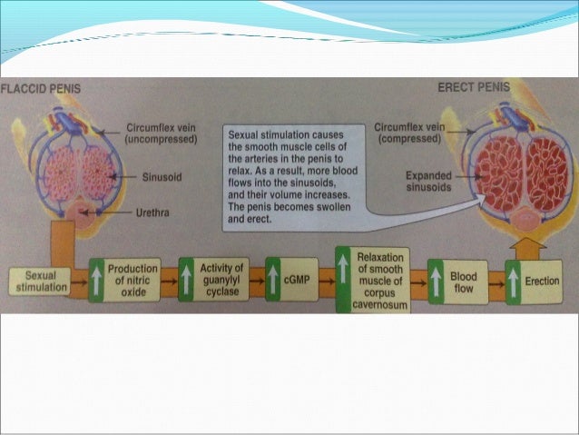 Phenytoin Erectile Dysfunction