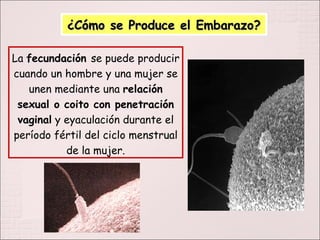 ¿Cómo se Produce el Embarazo? La  fecundación  se puede producir cuando un hombre y una mujer se unen mediante una  relación sexual o coito con penetración vaginal  y eyaculación durante el período fértil del ciclo menstrual de la mujer. 