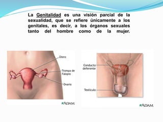 La Genitalidad es una visión parcial de la 
sexualidad, que se refiere únicamente a los 
genitales, es decir, a los órganos sexuales 
tanto del hombre como de la mujer. 
 