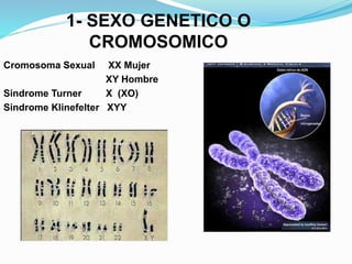 1- SEXO GENETICO O 
CROMOSOMICO 
Cromosoma Sexual XX Mujer 
XY Hombre 
Sindrome Turner X (XO) 
Sindrome Klinefelter XYY 
 