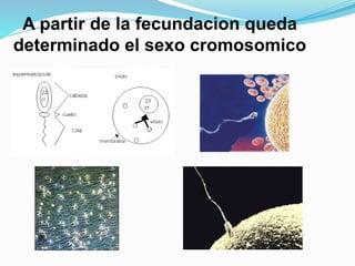 A partir de la fecundacion queda 
determinado el sexo cromosomico 
 