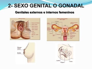 2- SEXO GENITAL O GONADAL 
Genitales externos e internos femeninos 
 