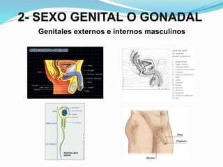 2- SEXO GENITAL O GONADAL 
Genitales externos e internos masculinos 
 