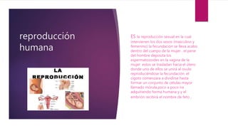 reproducción
humana
ES la reproducción sexual en la cual
intervienen los dos sexos (masculino y
femenino) la fecundación se lleva acabo
dentro del cuerpo de la mujer . el pene
del hombre deposita los
espermatozoides en la vagina de la
mujer .estos se trasladan hacia el útero
donde uno de ellos se unirá al ovulo
reproduciéndose la fecundación .el
cigoto comenzara a dividirse hasta
formar un conjunto de células mayor
llamado mórula.poco a poco ira
adquiriendo forma humana y y el
embrión recibirá el nombre de feto .
 