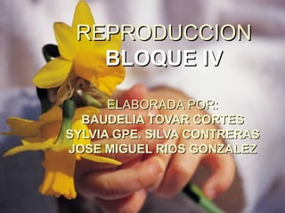 ELABORADA POR: BAUDELIA TOVAR CORTES SYLVIA GPE. SILVA CONTRERAS JOSE MIGUEL RIOS GONZALEZ REPRODUCCION BLOQUE IV 