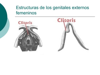 Estructuras de los genitales externos femeninos 