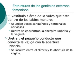 Estructuras de los genitales externos femeninos <ul><li>El vestíbulo : área de la vulva que esta dentro de los labios meno...