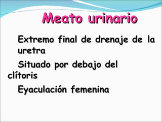 Meato urinario <ul><li>Extremo final de drenaje de  la  uretra </li></ul><ul><li>Situado por debajo del  clítoris </li></u...