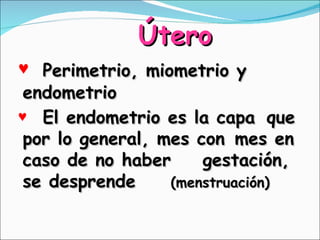 Útero <ul><li>Perimetrio, miometrio y  endometrio </li></ul><ul><li>El endometrio es la capa  que por lo general, mes con ...