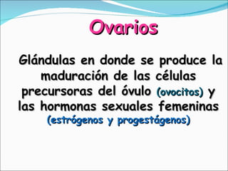 Ovarios Glándulas en donde se produce la maduración de las células precursoras del óvulo  (ovocitos)   y las hormonas sexu...