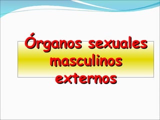 Órganos sexuales masculinos externos 