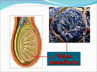 Tubos seminíferos 