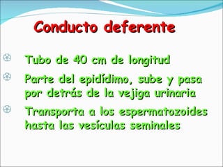 Conducto deferente <ul><li>Tubo de 40 cm de longitud </li></ul><ul><li>Parte del epidídimo, sube y pasa  por detrás de la ...