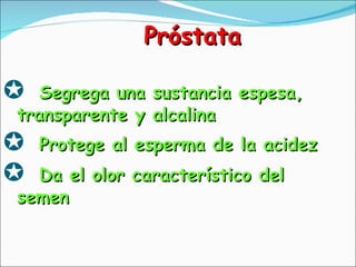 Próstata <ul><li>Segrega una sustancia espesa,  transparente y alcalina </li></ul><ul><li>Protege al esperma de la acidez ...