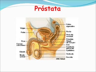 Próstata 