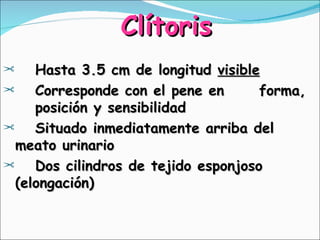 Clítoris <ul><li>Hasta 3.5 cm de longitud  visible </li></ul><ul><li>Corresponde con el pene en  forma,  posición y sensib...