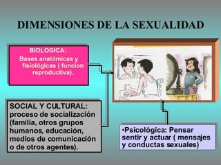 DIMENSIONES DE LA SEXUALIDAD BIOLOGICA:  Bases anatómicas y fisiológicas ( funcion reproductiva). Psicológica: Pensar sentir y actuar ( mensajes y conductas sexuales) SOCIAL Y CULTURAL: proceso de socialización (familia, otros grupos humanos, educación, medios de comunicación o de otros agentes). 