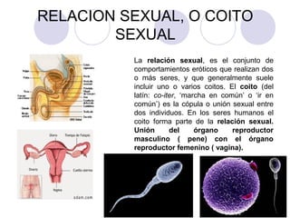 RELACION SEXUAL, O COITO
SEXUAL
La relación sexual, es el conjunto de
comportamientos eróticos que realizan dos
o más seres, y que generalmente suele
incluir uno o varios coitos. El coito (del
latín: co-iter, ‘marcha en común’ o ‘ir en
común’) es la cópula o unión sexual entre
dos individuos. En los seres humanos el
coito forma parte de la relación sexual.
Unión del órgano reproductor
masculino ( pene) con el órgano
reproductor femenino ( vagina).
 