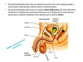 Transformações MasculinasA puberdade nos rapazes começa por volta dos 11 ou 12 anos e é caracterizado por um período de intensas mudanças.