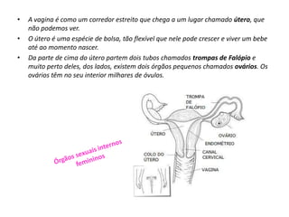 Surgimento de pêlos nos púbis e nas axilas;