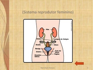 (Sistema reprodutor feminino)  Reprodução humana 