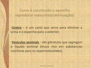 Uretra  – é um canal que serve para eliminar a urina e o esperma para o exterior; Vesículas seminais  - são glândulas que segregam o liquido seminal (muco rico em substancias nutritivas para os espermatozóides). Como é constituído o aparelho reprodutor masculino(continuação): Reprodução humana 