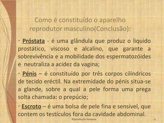 Próstata  - é uma glândula que produz o liquido prostático, viscoso e alcalino, que garante a sobrevivência e a mobilidade dos espermatozóides e  neutraliza a acidez da vagina; Pénis  – é constituído por três corpos cilíndricos de tecido eréctil. Na extremidade do pénis situa-se a glande, sobre a qual a pele forma uma prega solta chamada: o prepúcio; Escroto  – é uma bolsa de pele fina e sensível, que contem os testículos fora da cavidade abdominal. Como é constituído o aparelho reprodutor masculino(Conclusão): Reprodução humana 