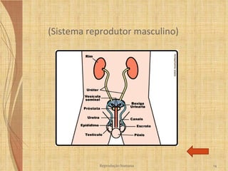(Sistema reprodutor masculino) Reprodução humana 