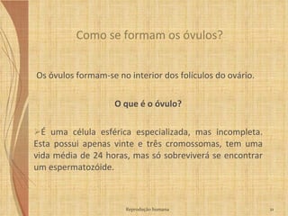 Os óvulos formam-se no interior dos folículos do ovário. O que é o  óvulo? É uma célula esférica especializada, mas incompleta. Esta possui apenas vinte e três cromossomas, tem uma vida média de 24 horas, mas só sobreviverá se encontrar um espermatozóide.  Como se formam os óvulos? Reprodução humana 