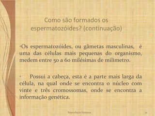 Os espermatozóides, ou gâmetas masculinas,  é uma das células mais pequenas do organismo, medem entre 50 a 60 milésimas de milímetro. Possui a cabeça, esta é a parte mais larga da célula, na qual onde se encontra o núcleo com vinte e três cromossomas, onde se encontra a informação genética. Como são formados os espermatozóides? (continuação) Reprodução humana 