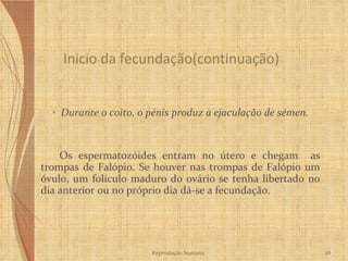 Durante o coito, o pénis produz a ejaculação de sémen. Os espermatozóides entram no útero e chegam  as trompas de Falópio. Se houver nas trompas de Falópio um óvulo, um folículo maduro do ovário se tenha libertado no dia anterior ou no próprio dia dá-se a fecundação.  Inicio da fecundação(continuação) Reprodução humana 
