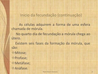 As células adquirem a forma de uma esfera chamada de  mórula . No quarto dia de fecundação a mórula chega ao útero. Existem seis fases da formação da mórula, que são: Mitose; Profase; Metáfase; Anáfase. Inicio da fecundação (continuação)   Reprodução humana 