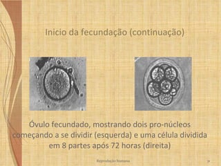 Óvulo fecundado, mostrando dois pro-núcleos começando a se dividir (esquerda) e uma célula dividida em 8 partes após 72 horas (direita) Inicio da fecundação (continuação) Reprodução humana 