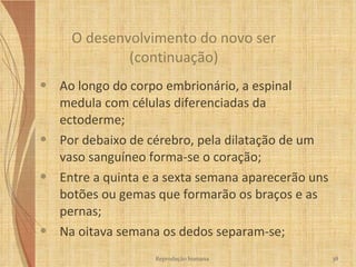 O desenvolvimento do novo ser (continuação) Ao longo do corpo embrionário, a espinal medula com células diferenciadas da ectoderme; Por debaixo de cérebro, pela dilatação de um vaso sanguíneo forma-se o coração; Entre a quinta e a sexta semana aparecerão uns botões ou gemas que formarão os braços e as pernas; Na oitava semana os dedos separam-se; Reprodução humana 