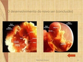 O desenvolvimento do novo ser (conclusão) Reprodução humana 