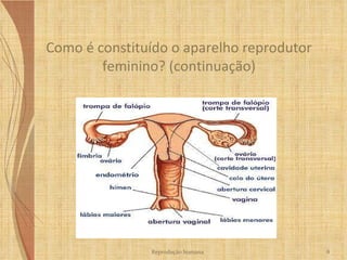 A constituição do útero  Como é constituído o aparelho reprodutor feminino? (continuação) Reprodução humana 