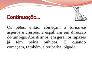 Os pêlos, então, começam a tornar-se
ásperos e crespos, e espalham em direcção
do umbigo. Aos 16 anos, em geral, os rapazes
já têm pêlos púbicos. É quando
começam, também, a ter barba, bigode...
 