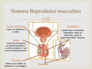 Sistema Reprodutor masculino
            
 