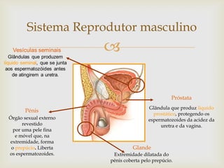 Sistema Reprodutor masculino
                       

                                                  Próstata
                                        Glândula que produz líquido
       Pénis
                                          prostático, protegendo os
Órgão sexual externo                    espermatozoides da acidez da
      revestido                              uretra e da vagina.
  por uma pele fina
   e móvel que, na
extremidade, forma
 o prepúcio. Liberta             Glande
os espermatozoides.     Extremidade dilatada do
                       pénis coberta pelo prepúcio.
 
