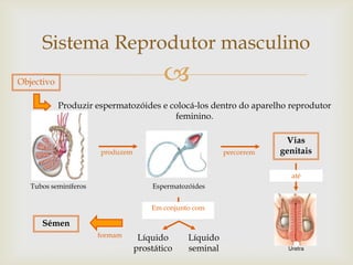 Sistema Reprodutor masculino
Objectivo                                
            Produzir espermatozóides e colocá-los dentro do aparelho reprodutor
                                        feminino.

                                                                       Vias
                       produzem                           percorrem   genitais

                                                                        até
   Tubos seminíferos                  Espermatozóides


                                      Em conjunto com

      Sémen
                       formam      Líquido      Líquido
                                  prostático    seminal
 