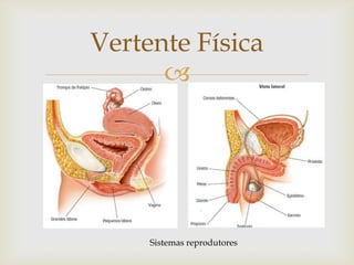 Vertente Física
      




     Sistemas reprodutores
 
