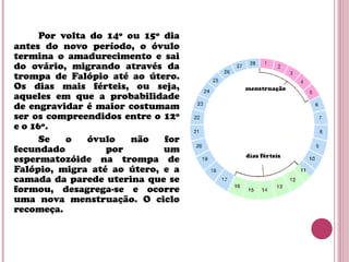 Por volta do 14º ou 15º dia
antes do novo período, o óvulo
termina o amadurecimento e sai
do ovário, migrando através da
trompa de Falópio até ao útero.
Os dias mais férteis, ou seja,
aqueles em que a probabilidade
de engravidar é maior costumam
ser os compreendidos entre o 12º
e o 16º.
Se o óvulo não for
fecundado por um
espermatozóide na trompa de
Falópio, migra até ao útero, e a
camada da parede uterina que se
formou, desagrega-se e ocorre
uma nova menstruação. O ciclo
recomeça.
 