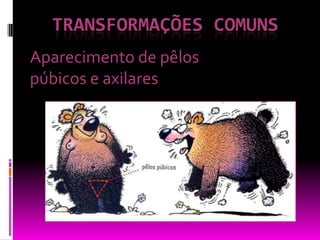 TRANSFORMAÇÕES comunsAparecimento de pêlos púbicos e axilares