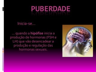 PUBERDADEInicia-se…… quando a hipófise inicia a produção de hormonas (FSH e LH) que vão desencadear a produção e regulação das hormonas sexuais.