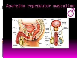 Aparelho reprodutor masculino