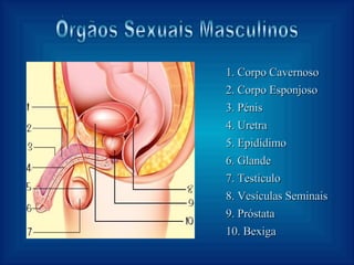 Órgãos Sexuais Masculinos 1. Corpo Cavernoso  2. Corpo Esponjoso  3. Pénis  4. Uretra  5. Epidídimo 6. Glande 7. Testículo 8. Vesículas Seminais 9. Próstata 10. Bexiga 